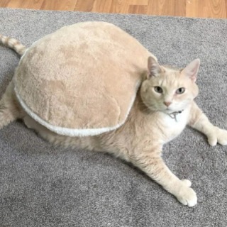 A very professional download button (cat)